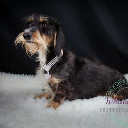 Roo - Dachshund