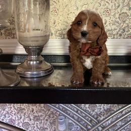 Waldo - Red male Cavapoo puppy in Mint Hill, North Carolina from DoodleForever