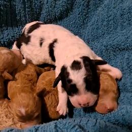 Roishin Girl Pup 1 - Parti female Poodle puppy in Greenville, Texas from RhineStone Poodles