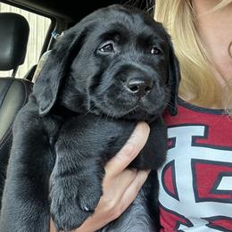 Labrador Retriever Puppies from Westport Labradors