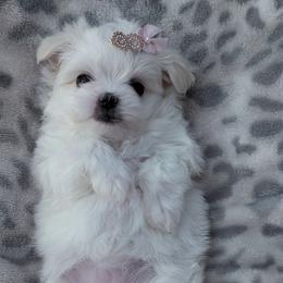 Snow White - White and lemon female Morkie puppy in Eureka, California from Bratpack Babydolls