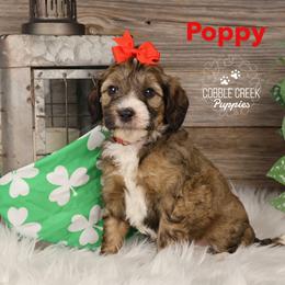 Poppy - Sable female Bernedoodle puppy in Heyworth, Illinois from Cobble Creek Puppies