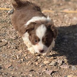 Girl 2 - Brown female Corgipoo puppy in Junction, Utah from Sugar Doodles