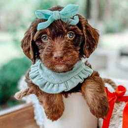 Bonnie - Chocolate female Goldendoodle puppy in Iola, Texas from Supreme Doodles of Texas