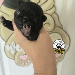 Girl 2 - Black female Pug puppy in Keysville, Georgia from Rollee Pollee Pugs
