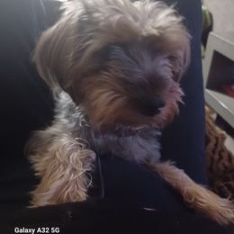 Sophia - Yorkshire Terrier