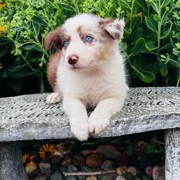 Girl 1 - flower - red merle - Red merle female Border Collie puppy in Minden, Iowa from Rocking N Registered Border Collies & Labradors