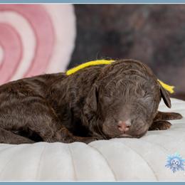 Ruby - Brown female Bernedoodle puppy in Connersville, Indiana from Deaz Doodle Ranch