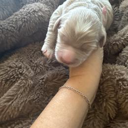 Honey - Apricot female Goldendoodle puppy in Galt, California from Mollyslilpups