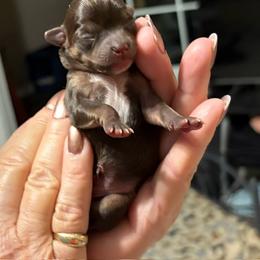 Girl 3 - Chocolate and white female Chihuahua puppy in Leesburg, Florida from Mystic Angels Chihuahuas