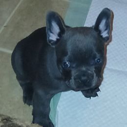 French Bulldog Puppies from Calamity Jane French Bulldogs