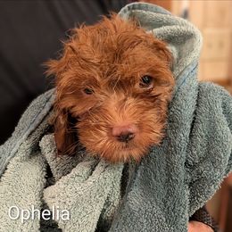 Ophelia - Red female Cockapoo puppy in Sunset, Louisiana from Cano Cockapoos