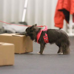 Chihuahuas from Zobelchi
