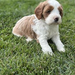 Assorted Doodle Crosses Puppies from Golden Palms Puppies
