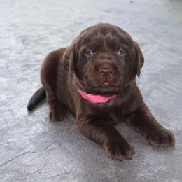 Ocean - Chocolate female Labrador Retriever puppy in Camden, Indiana from Camden's Caring Canines