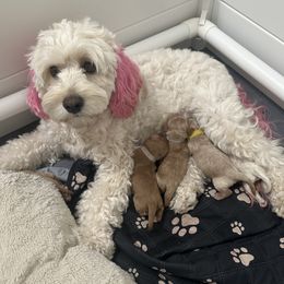 Cockapoo puppies from Mollys Dollys
