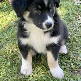 Australian Shepherd Puppies from Lil Klimuk's Australian Shepherds