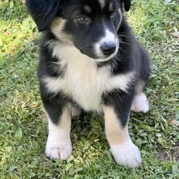 Australian Shepherd Puppies from Lil Klimuk's Australian Shepherds