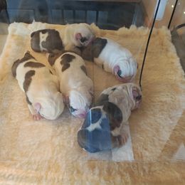 Girl 1 - female Bulldog puppy in Salina, Kansas from Big Pine Bulldogs