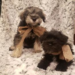 Miniature Schnauzer Puppies from Simply Schnauzer