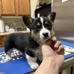 American Corgi and Pembroke Welsh Corgi Puppies from Wild West Corgis