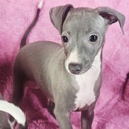 Star Of The Show - Blue female Italian Greyhound puppy in Cadwell, Georgia from All The DoDa Day Italian Greyhounds