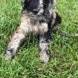 Goldendoodle Puppies from SOMIDOODLES