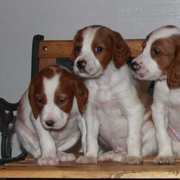 Clumber Spaniel and Irish Red and White Setter Puppies from NyaStar & Chequamegon