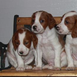 Clumber Spaniel and Irish Red and White Setter Puppies from NyaStar & Chequamegon