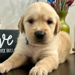 Preston - Light golden male Golden Retriever puppy in Doniphan, Missouri from Stockford’s Golden Retrievers