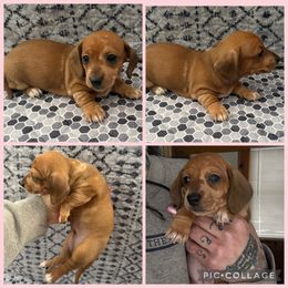 Shaded red dapple female - Dapple female Dachshund puppy in Madison, Wisconsin from SK Dashing  Dachshunds