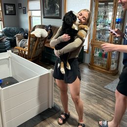 Bernese Mountain Dog Puppies from Lonesome Pine Farm
