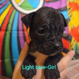 Light blue - Brindle female Boxer puppy in Caspian, Michigan from Andrus Family Boxers