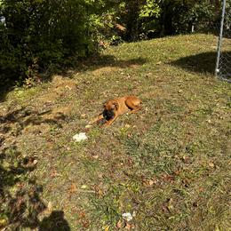 Nalla - Boxer