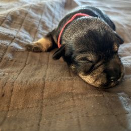Fritz - Black and silver male Miniature Schnauzer puppy in Prescott, Washington from Winona Schnauzers