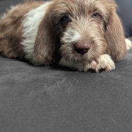 Patriot - Chocolate male Labradoodle puppy in Snowflake, Arizona from Az Mountain Doodles