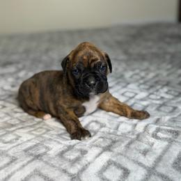 Girl 1 - Brindle female Boxer puppy in Prestonsburg, Kentucky from Bre’s Boxers