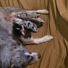Miniature Australian Shepherd puppies from Comfy Cozy Kennel