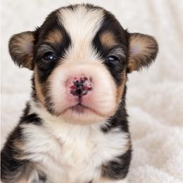 Boy 2 - Black and tan male Pembroke Welsh Corgi puppy in Beggs, Oklahoma from Blue Diamond Corgi’s