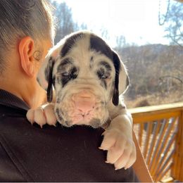 Great Dane and Yorkshire Terrier Puppies from Chuck City Danes