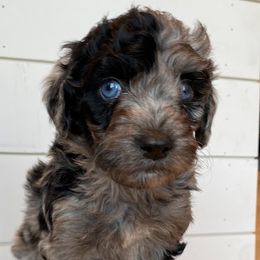 Oakley - Aussiedoodle puppy in Cleveland, Georgia from Oodle Farms