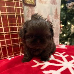 Dominica - Chocolate female Shih Tzu puppy in Success, Missouri from Sweet Success