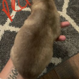 Siberian Husky Puppies from Alexandra's Siberian Huskies