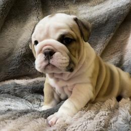 Bulldog Puppies from Semper Fi Bulldogs