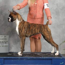 Arkham - Boxer