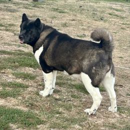 Gypsy - Akita