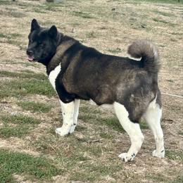 Gypsy - Akita