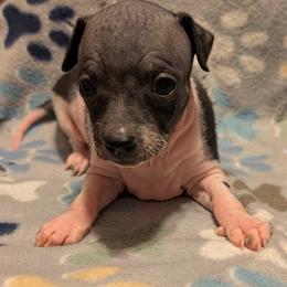 Stuffin' - White and black female American Hairless Terrier puppy in Phoenix, Arizona from Bare Valley