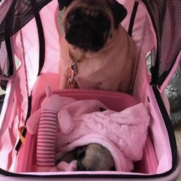 Pug Puppies from Pickwick Pugs