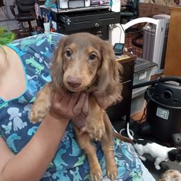 Dachshund Puppies from A&R Dachshund